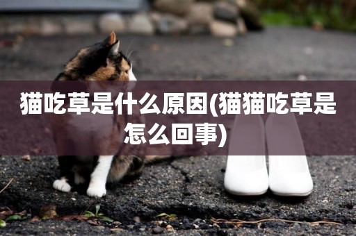 貓吃草是什么原因(貓貓吃草是怎么回事) 