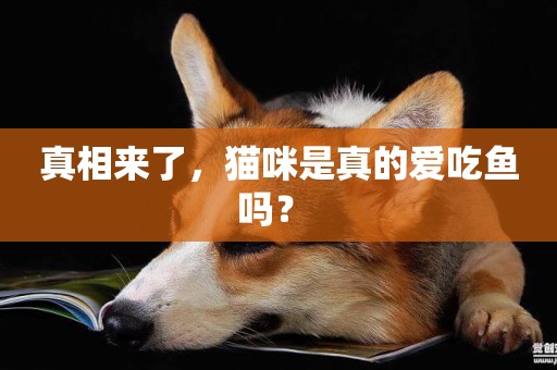 真相來了，貓咪是真的愛吃魚嗎？ 