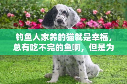 釣魚人家養的貓就是幸福，總有吃不完的魚啊，但是為什么這么瘦？ 