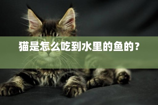 貓是怎么吃到水里的魚的？ 