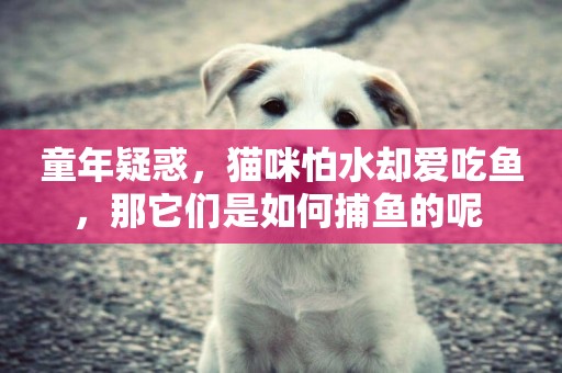 童年疑惑，貓咪怕水卻愛吃魚，那它們是如何捕魚的呢 