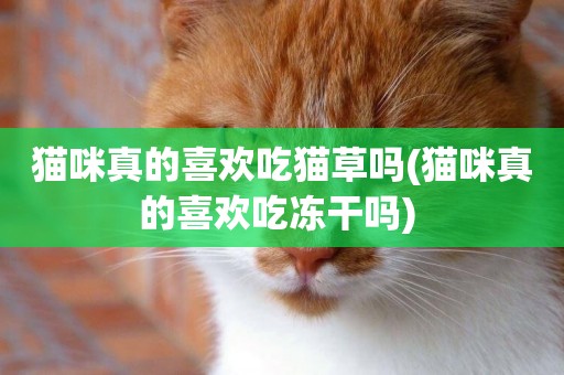 貓咪真的喜歡吃貓草嗎(貓咪真的喜歡吃凍干嗎) 
