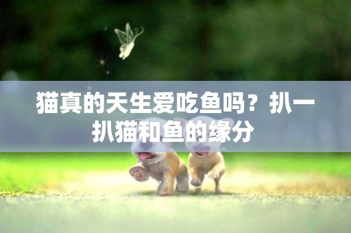 貓真的天生愛吃魚嗎？扒一扒貓和魚的緣分 