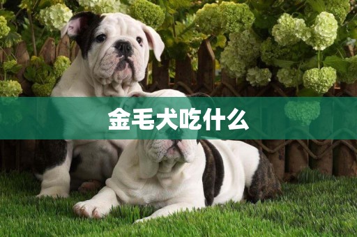 金毛犬吃什么