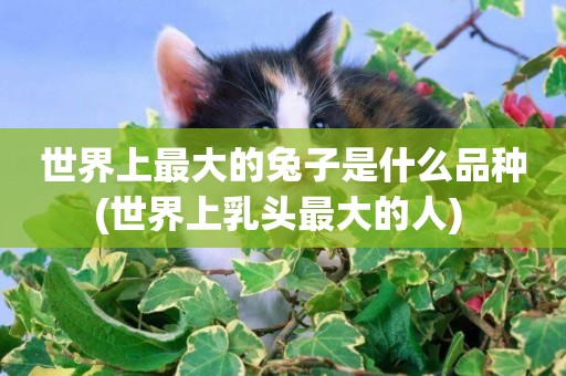 世界上最大的兔子是什么品種(世界上乳頭最大的人) 
