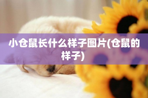 小倉鼠長什么樣子圖片(倉鼠的樣子) 