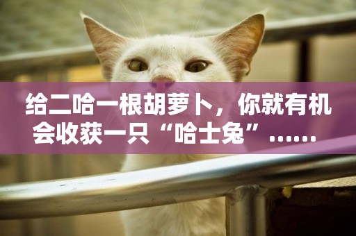 給二哈一根胡蘿卜，你就有機會收獲一只“哈士兔”…… 