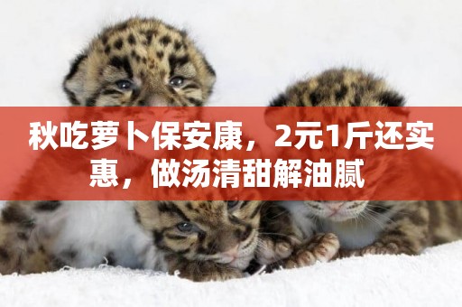 秋吃蘿卜保安康，2元1斤還實惠，做湯清甜解油膩 