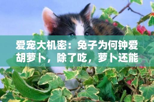 愛寵大機密:兔子為何鐘愛胡蘿卜,除了吃,蘿卜還能開鎖呢! 愛寵大機密:兔子為何鐘愛胡蘿卜,除了吃,蘿卜還能開鎖呢!