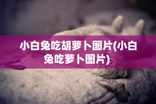 小白兔吃胡蘿卜圖片(小白兔吃蘿卜圖片) 