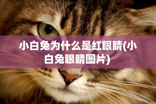 小白兔為什么是紅眼睛(小白兔眼睛圖片) 