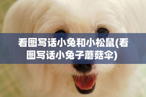 看圖寫話小兔和小松鼠(看圖寫話小兔子蘑菇傘) 