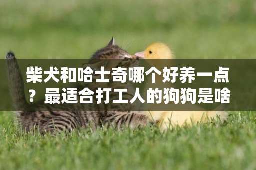 柴犬和哈士奇哪個好養一點？最適合打工人的狗狗是啥？ 