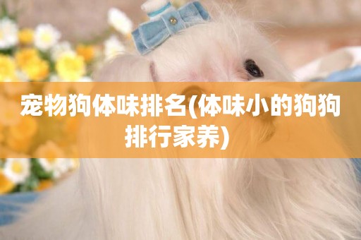 寵物狗體味排名(體味小的狗狗排行家養) 