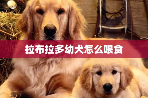 拉布拉多幼犬怎么喂食