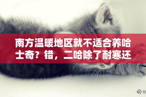 南方溫暖地區就不適合養哈士奇？錯，二哈除了耐寒還很耐熱 
