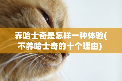 養哈士奇是怎樣一種體驗(不養哈士奇的十個理由) 