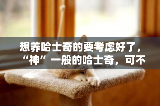 想養哈士奇的要考慮好了，“神”一般的哈士奇，可不是誰都能養 