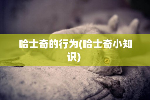 哈士奇的行為(哈士奇小知識) 