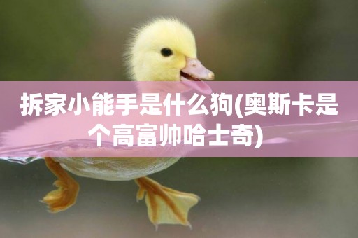 拆家小能手是什么狗(奧斯卡是個高富帥哈士奇) 