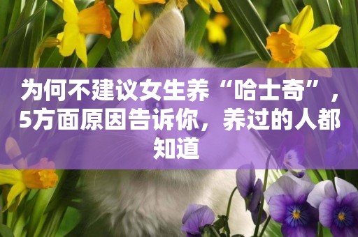 為何不建議女生養“哈士奇”，5方面原因告訴你，養過的人都知道 