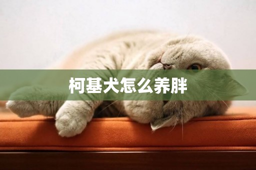 柯基犬怎么養胖