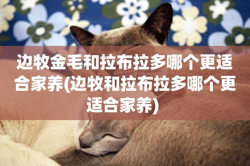 邊牧金毛和拉布拉多哪個更適合家養(邊牧和拉布拉多哪個更適合家養) 