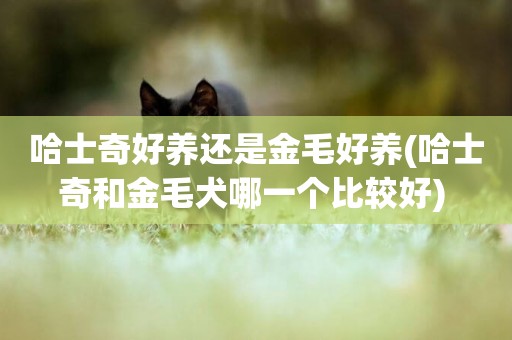 哈士奇好養還是金毛好養(哈士奇和金毛犬哪一個比較好) 