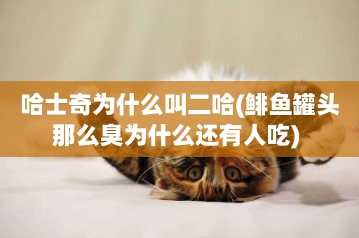 哈士奇為什么叫二哈(鯡魚罐頭那么臭為什么還有人吃) 