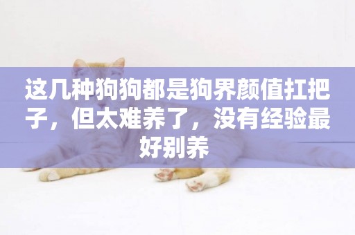 這幾種狗狗都是狗界顏值扛把子，但太難養了，沒有經驗最好別養 
