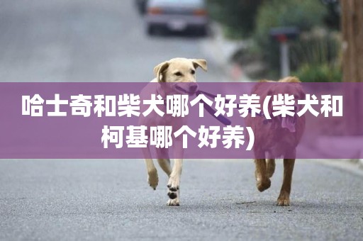 哈士奇和柴犬哪個好養(柴犬和柯基哪個好養) 