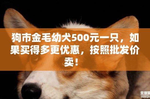 狗市金毛幼犬500元一只，如果買得多更優惠，按照批發價賣！ 
