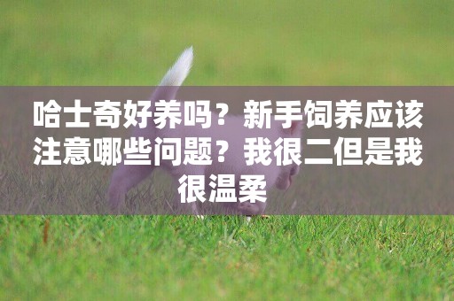 哈士奇好養嗎？新手飼養應該注意哪些問題？我很二但是我很溫柔 