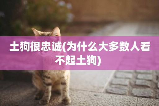 土狗很忠誠(為什么大多數人看不起土狗) 