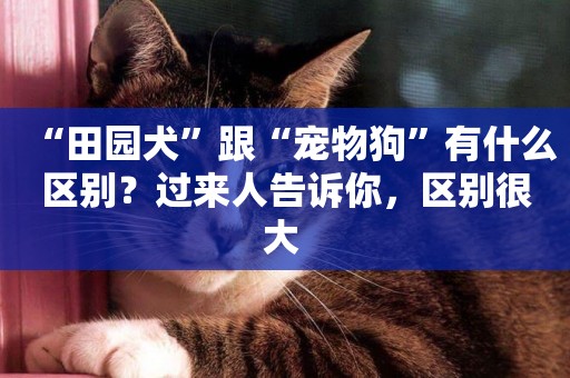 “田園犬”跟“寵物狗”有什么區別？過來人告訴你，區別很大 