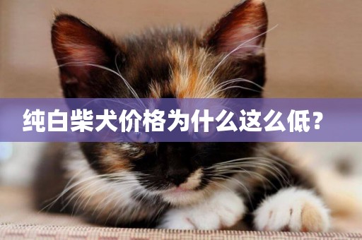 純白柴犬價格為什么這么低？ 