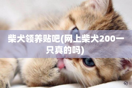 柴犬領養貼吧(網上柴犬200一只真的嗎) 