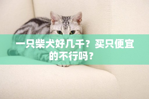 一只柴犬好幾千？買只便宜的不行嗎？ 