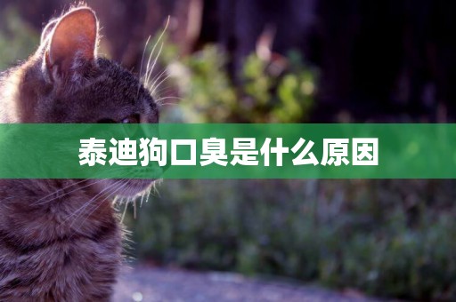 泰迪狗口臭是什么原因