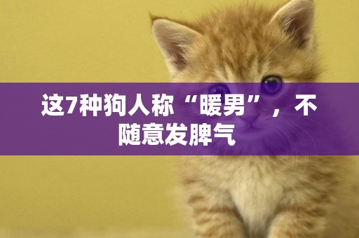 這7種狗人稱“暖男”，不隨意發脾氣 