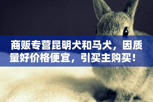 商販專營昆明犬和馬犬，因質量好價格便宜，引買主購買！ 