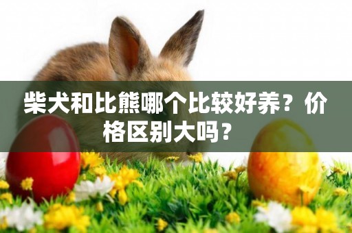 柴犬和比熊哪個比較好養？價格區別大嗎？ 