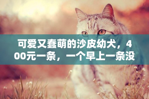 可愛又蠢萌的沙皮幼犬，400元一條，一個早上一條沒賣出去！ 