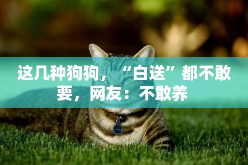 這幾種狗狗，“白送”都不敢要，網友：不敢養 