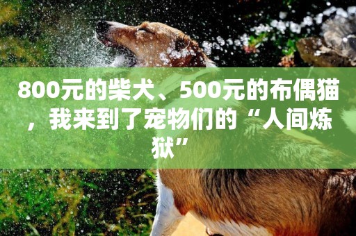 800元的柴犬、500元的布偶貓，我來到了寵物們的“人間煉獄” 