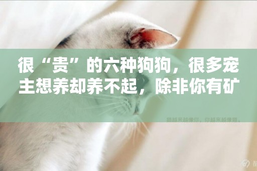很“貴”的六種狗狗，很多寵主想養卻養不起，除非你有礦 