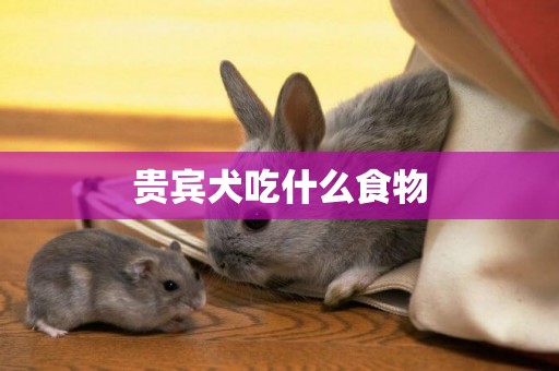 貴賓犬吃什么食物