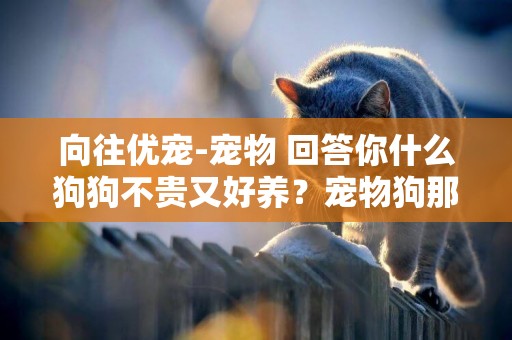 向往優寵-寵物 回答你什么狗狗不貴又好養？寵物狗那里買最好？ 