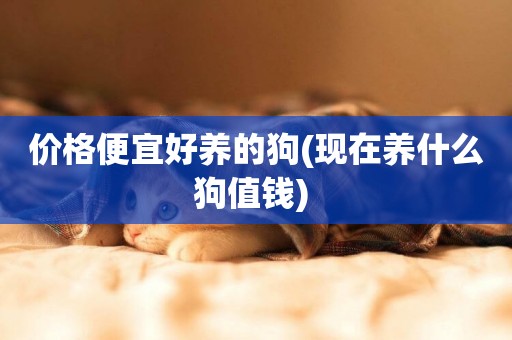 價格便宜好養的狗(現在養什么狗值錢) 
