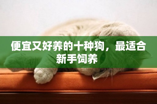 便宜又好養的十種狗，最適合新手飼養 
